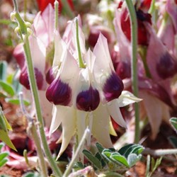 My favourite - white with purple centre