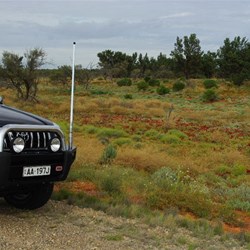 Our first sightings south of Roxby Downs