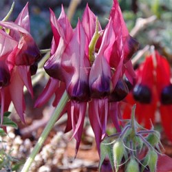 Dark purple centre with light purple over the rest of the flower