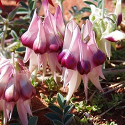 Purple centre with dusty pink all over