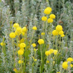 Other colours of Roxby Downs