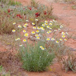 Other colours of Roxby Downs