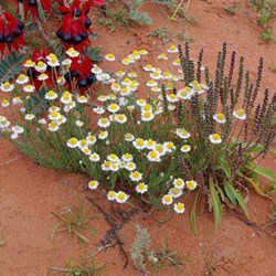 Other colours of Roxby Downs