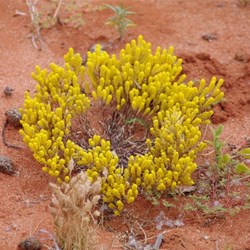 Other colours of Roxby Downs
