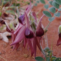 Our first non red Sturt Desert Pea