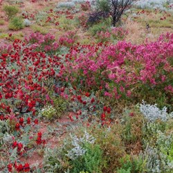 Other colours of Roxby Downs