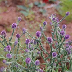 Other colours of Roxby Downs