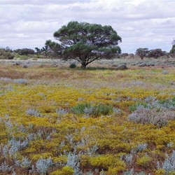 Other colours of Roxby Downs