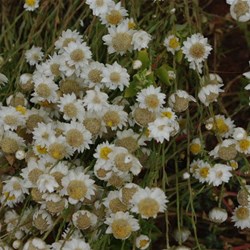 Other colours of Roxby Downs