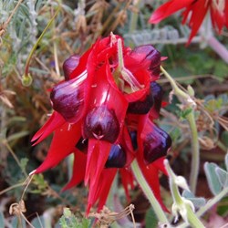 Dark purple centre with flashes of white