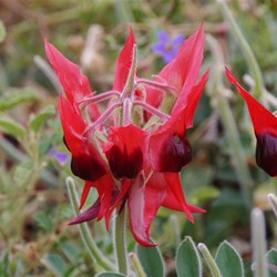 Quite pale red with dark brown centre