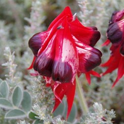 Blood red centre with large splashes of white