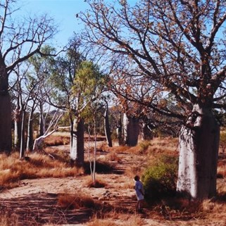 our first encounter with boabs