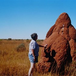 termite mounds
