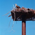 Sea Eagle and nest