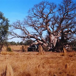 lunch under an venerable boab