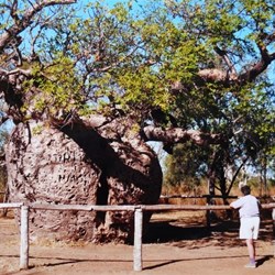 Prison tree near Derby