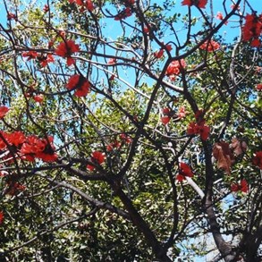 scarlet flowered kurrajongs