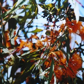 Stunning orange flowered eucalypts