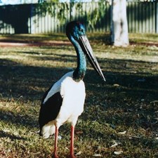 jabiru at the campground