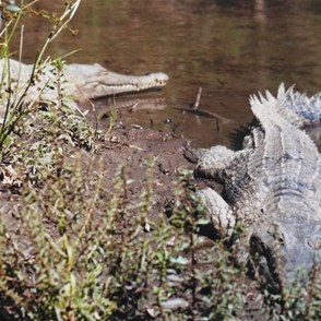 freshies... they look peaceful enough but...