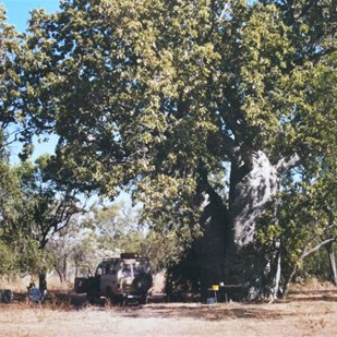 our camp beneath the giant leafy boab