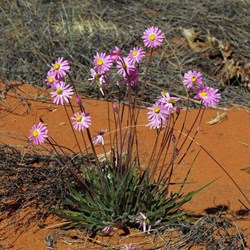 Anne Beadell wild flowers