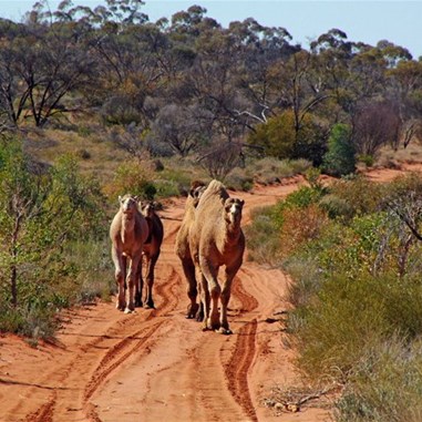 The largest vehicles - ships of the desert has the right of way