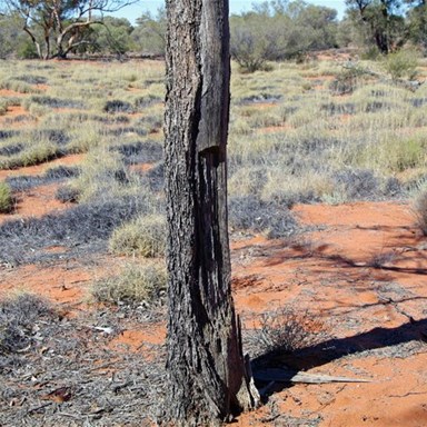This Black Oak was used to make 2 Woomera's