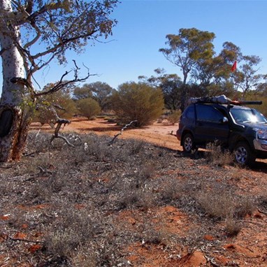 Pidi Tree right on the edge of the track
