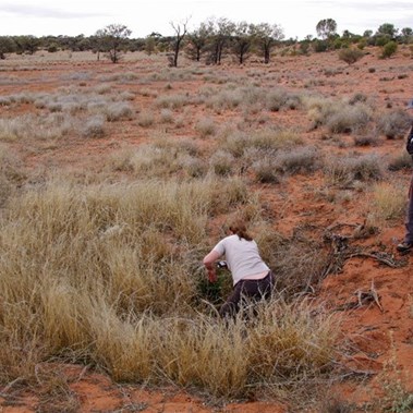 Native Well on the Anne Beadell