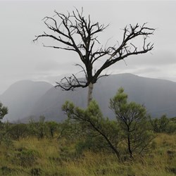 Rain on the Olgas