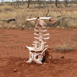 101 uses for a dead camel