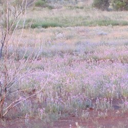 Flowers in the desert