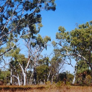 Along the Old Hall's Creek Road