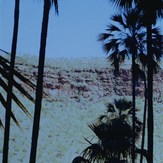 Among the palms on Joes Creek Walk