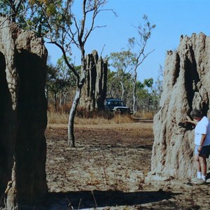Big termite mounds