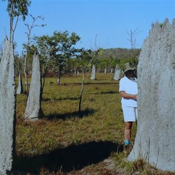 "Magnetic" termite mounds