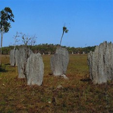 More "magnetic" termite mounds