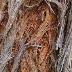 Close up showing the "Red Stingybark"