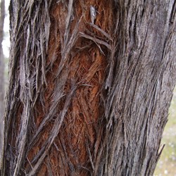 Red Stringybark