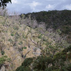 A Section of the Park Damaged by Fire in 2009