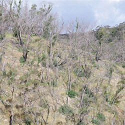 A closer look shows new regrowth on many of the burnt trees