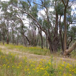 Red Stringybark and Blue Gum growing side by side