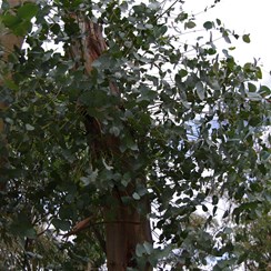 New Blue Gum Regrowth