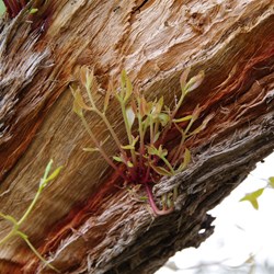 More new growth on another damaged Red Stringybark