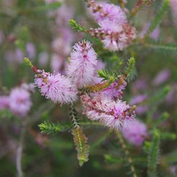 Colours before reaching the Conservation Park