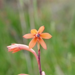Colours before the Park