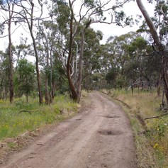 South Australian Blue Gums in Spring Gully Conservation Park