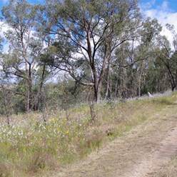 Wildflowers and Red Stringybark